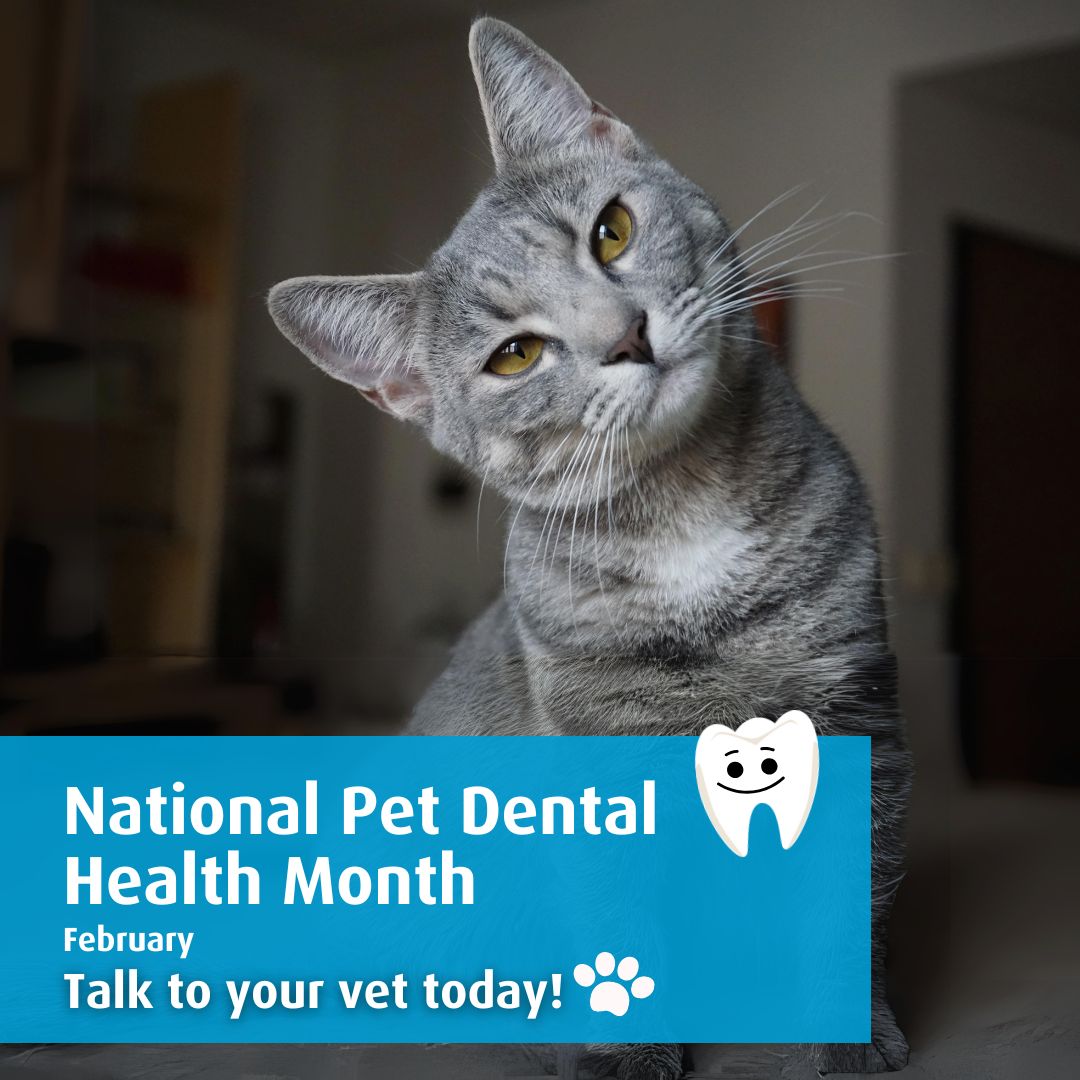 NATIONAL DENTAL HEALTH MONTH - cat