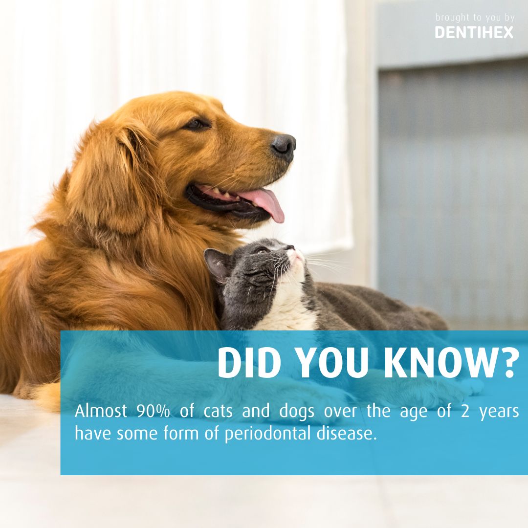 DID YOU KNOW – 90% of cats and dogs