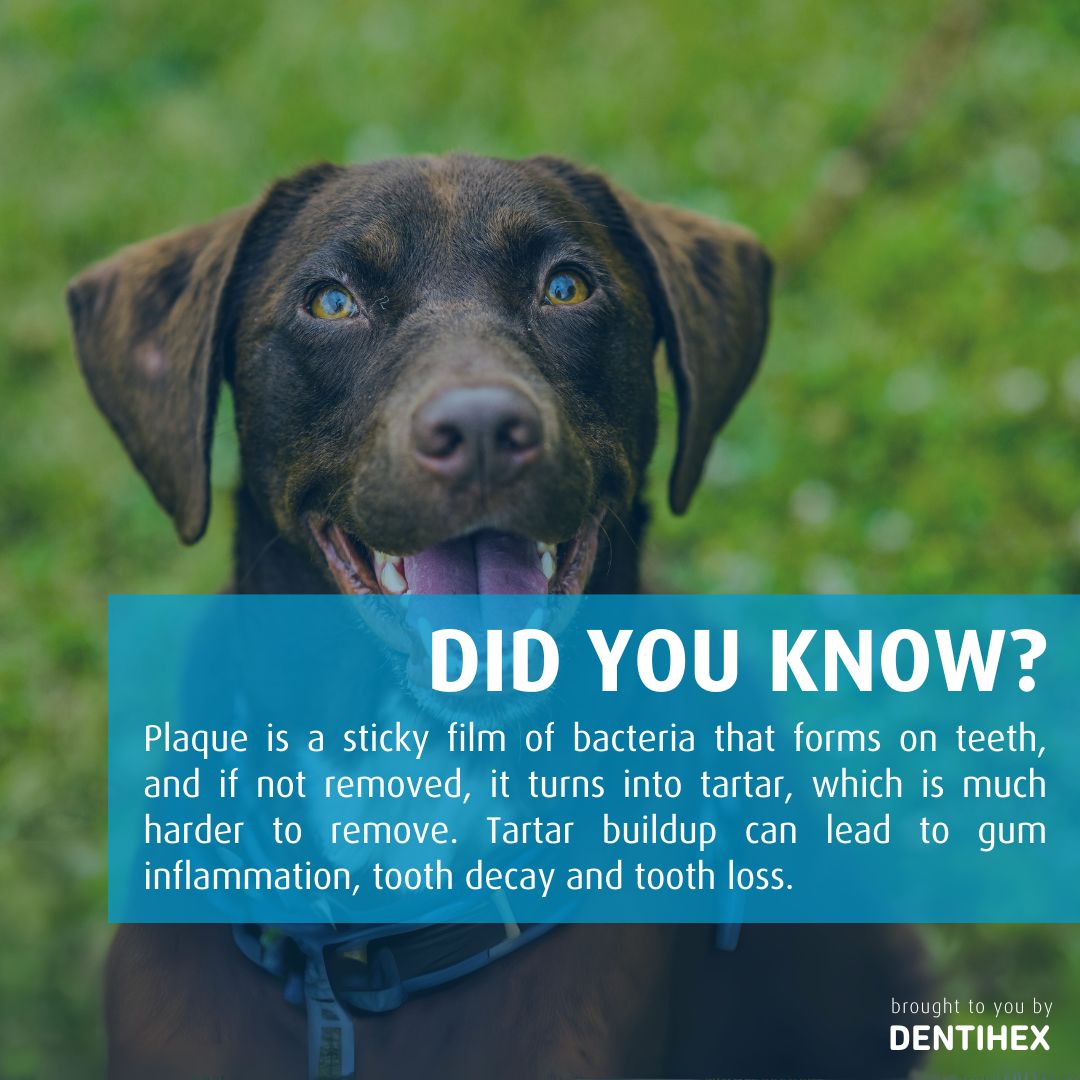 DID YOU KNOW  - PLAQUE