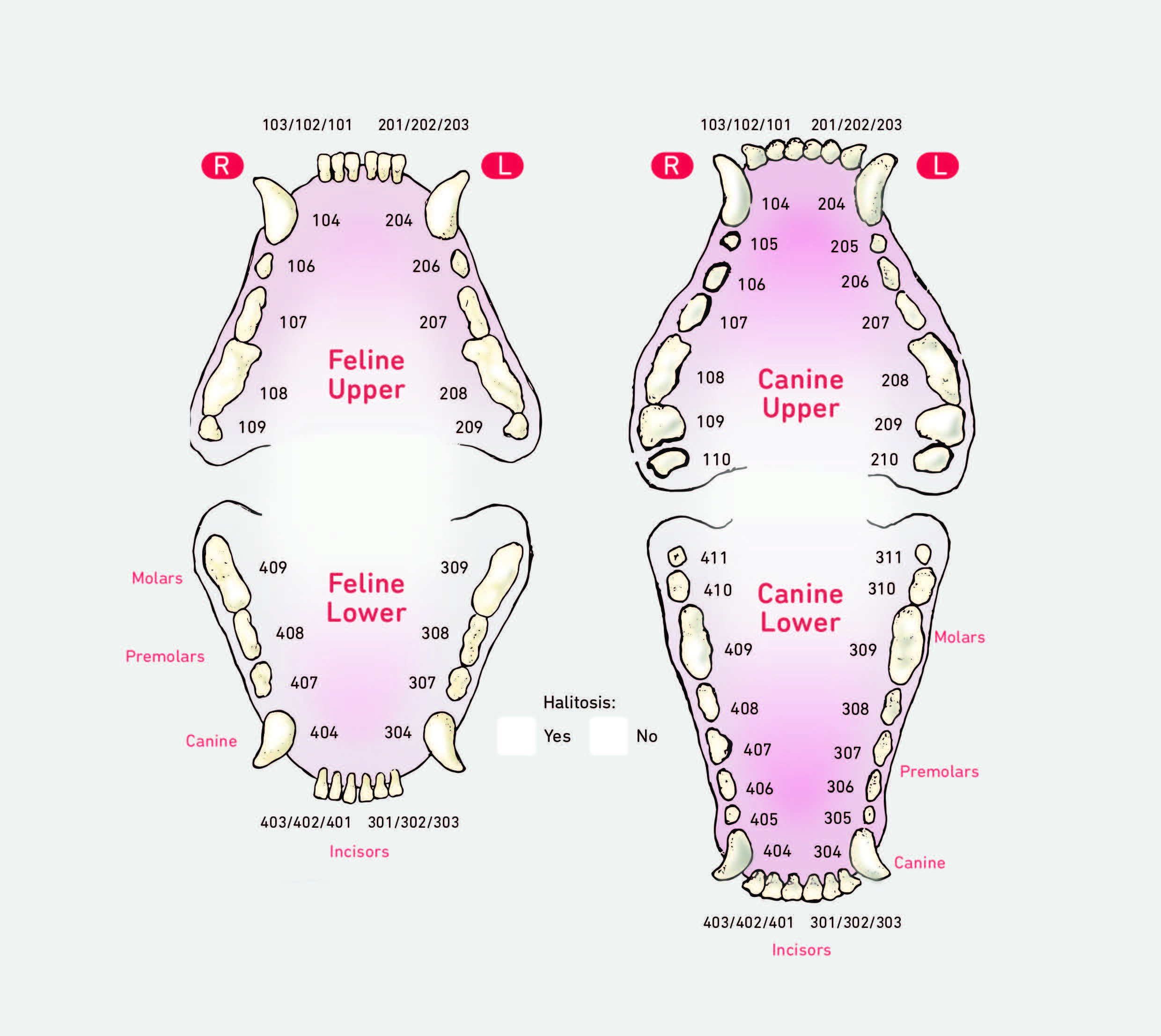 Dental Charts