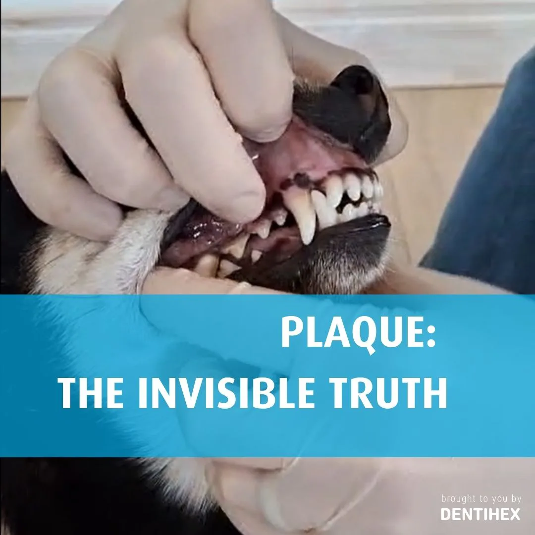 INVISIBLE TRUTH