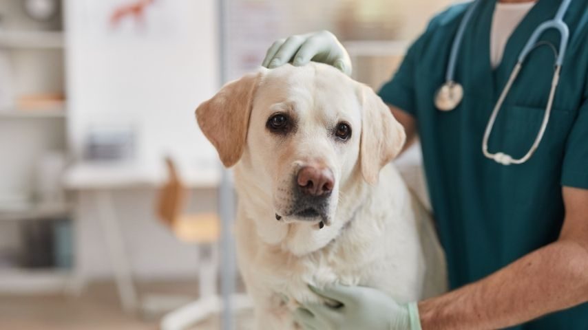 Learn cooperative care and low stress veterinary techniques with Dr Julie Ashton in this expert canine behaviour CPD webinar | Reconcile®