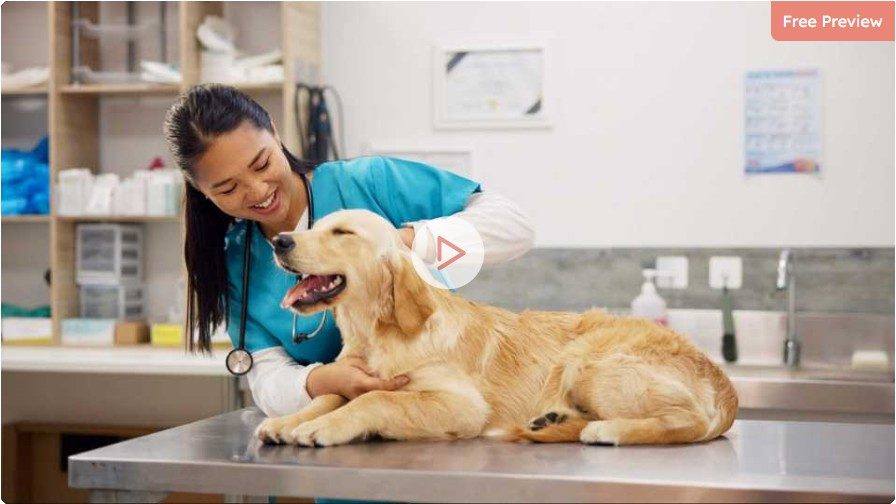 Podcast vet dog